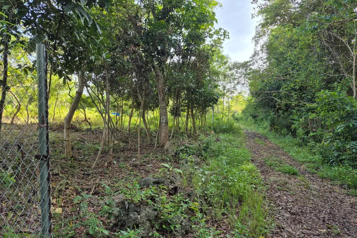 Lot for Sale – Bil-isan, Panglao, Bohol