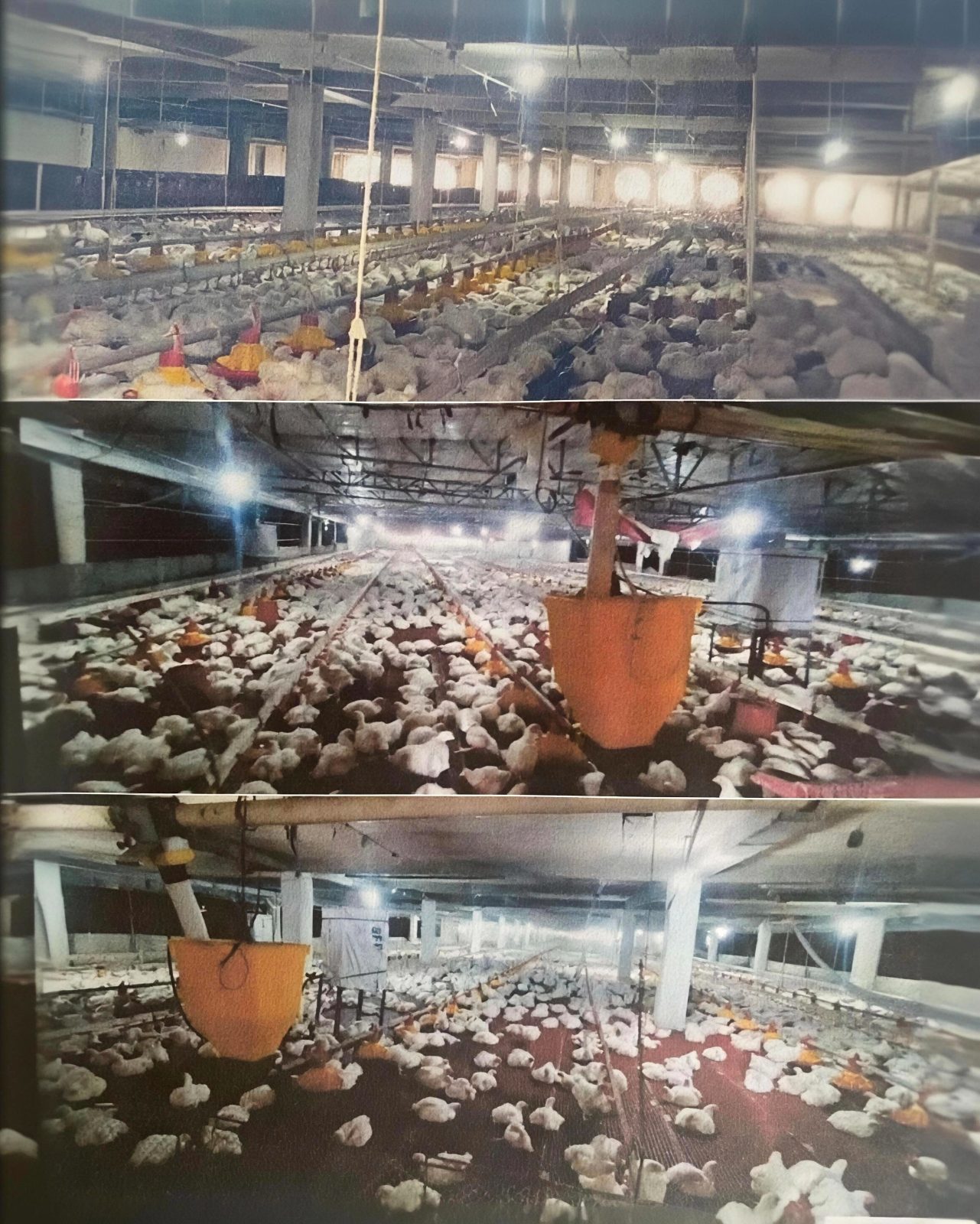 14 Has Double Decker Tunnel Ventillated Poultry Farm for Sale in San Ildefonso, Bulacan
