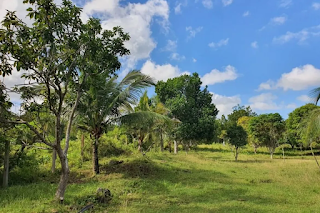Lot for Sale in Mariveles, Dauis, Bohol