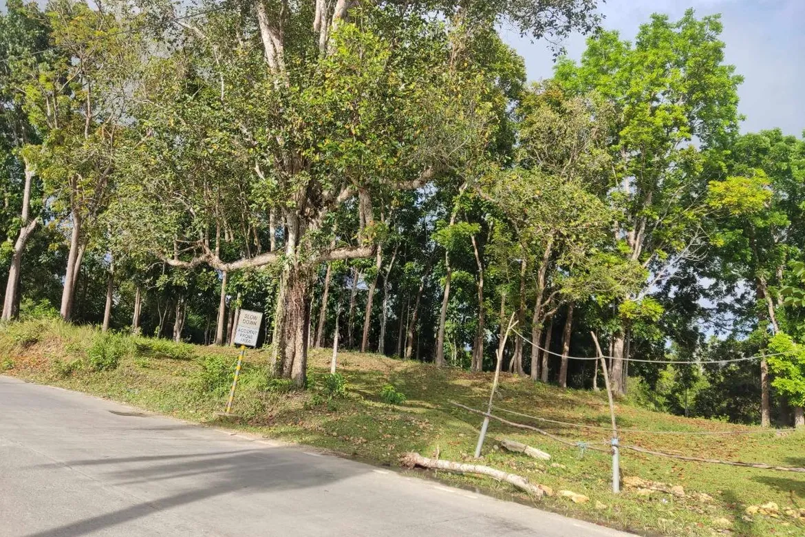 Rush Lot for Sale! in Dampas Binayran Road Tagbilaran City, Bohol