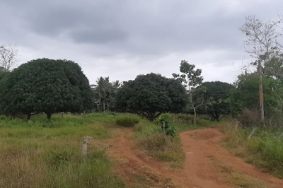 Lot for sale in Bingag, Dauis, Bohol